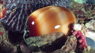 Molluscs  Reef Life of the Andaman  Part 14 [upl. by Zennie501]