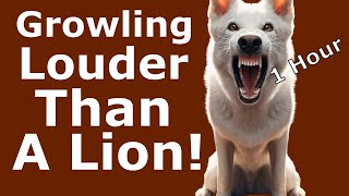 Dog Growling Sounds 1 Hour  Dog Growling Sound Effects  Aggressive Dog Growling Sound [upl. by Yenots]