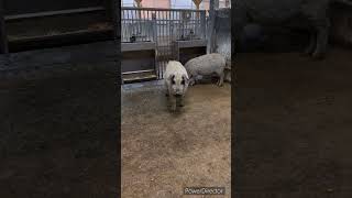 【ご飯食べててよー…】十勝ロイヤルマンガリッツァ animals 放牧豚 mangalica 自然の癒し 北海道 pigs [upl. by Gomar]