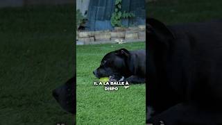 quotMon chien ne ramène pas la balle quot ➡️ lerreur à ne plus commettre  😉 [upl. by Litt]