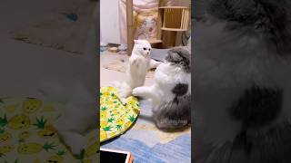 Kitten Lovers Rejoice The Secret to Maximum Cuteness💕😻cat pets kitten cute [upl. by Clarise]