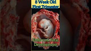 Foetal Development in Womb  8week Embryo shorts pregnancy [upl. by Eniroc]