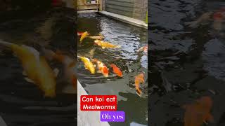 Can koi eat mealworms koi ponds fishfood ohyeah like [upl. by Lokcin]