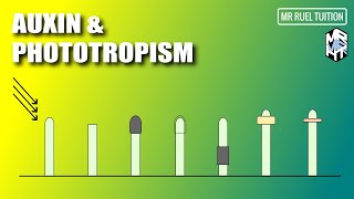 Role of Auxin in Phototropism [upl. by Elgna300]