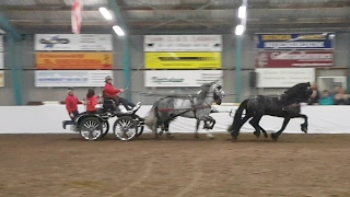 Michiel 442 Hengstenshow Harich 4 span met Anne Okkema [upl. by Ellekcim]