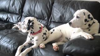 103 Dalmatians [upl. by Niamart]