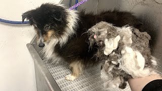 MASSIVE Sheltie UNDERCOAT Removal [upl. by Enywad819]