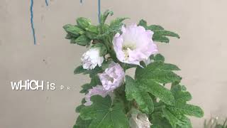 how i grew hollyhocks in the tropics [upl. by Losyram]