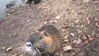 Nutria 2  Schwan vs Nutria [upl. by Haywood]