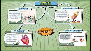 Lapparato muscolare  Scienze  ComicsampScience  Schooltoon  Elementari e Medie [upl. by Eelek]