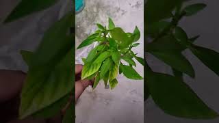 fragrance vala plant kya aapne kbi dekha hshortsplant [upl. by Shoshana]