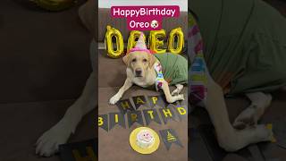 Happy birthday Oreo 🐶 Oreo’s 5th birthday celebration 🎉  Dog birthday [upl. by Akinam]