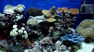 Red Slime Algae Cyanobacteria Problems amp Solutions [upl. by Ibot10]