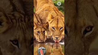 Wild Winter Predation  हिन्दी डॉक्यूमेंट्री  Wildlife documentary in Hindi [upl. by Sallad]