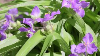 Tradescantia  Spiderwort Trinity Flower 3 Varieties [upl. by Alberic]