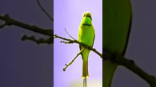 Green Bee Eater natureworlds shortsvideo [upl. by Niabi761]