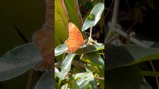 Gulf Fritillary Butterfly [upl. by Aicilav]