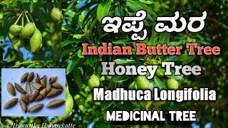 ಇಪ್ಪೆ Indian Butter Tree Honey Tree [upl. by Yezdnil436]