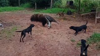 Anteater vs Dogs [upl. by Bergerac]