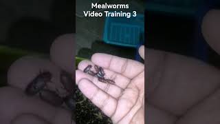 Mealworms Farming Minimum Investment High Return lahore Mealworms Training Video3 03344737973 [upl. by Adur542]