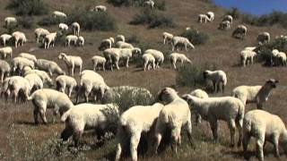 Brilliant Sheep Herding Demonstration Using Border Collies [upl. by Rombert]