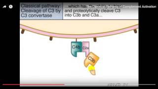 Immune  drMustafa  Note 4 Complement system [upl. by Elish]