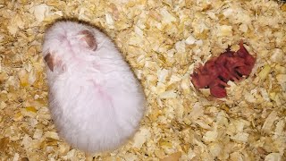 1 Day Old Hamster Babies 🐹 so cute babies [upl. by Almire]