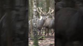 Battue aux cervidés au domaine de Boutissaint Partie 4 chasseur pêche [upl. by Gabrielli]