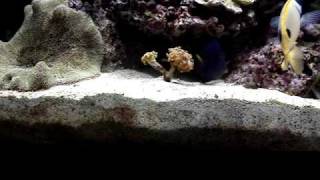 Marine Aquarium Deep Sand Beds Pt 2 of 2 [upl. by Elfont590]