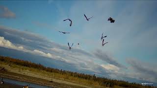 goose hunting 2024 tanana river drainage season begins [upl. by Eelir]