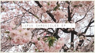 Japan Chronicles Ep 1  house tour amp cherry blossoms [upl. by Ansilma]