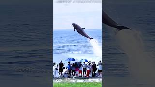 Amazing to see dolphins flying [upl. by Us482]