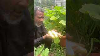 How to grow a continual supply of squash torpedopot garden squash [upl. by Kassity]