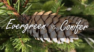 Evergreen vs Conifer  whats the difference [upl. by Donovan]