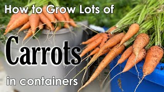 How to Grow Carrots in Containers 🥕🥕🥕 from Seed to Harvest [upl. by Norehs]