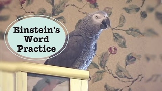 Einstein  Best Talking Parrot Word Practice [upl. by Enened196]