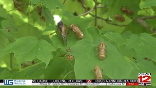 Cicadas emerge in North Georgia after 13 years [upl. by Nedyah]