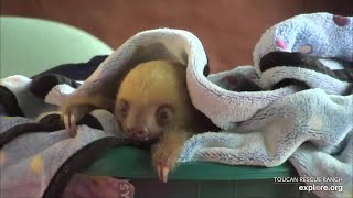 Baby sloth Nazli gets wrapped in a little blanket cave  022524  SlothTV via exploreorg [upl. by Baiss628]