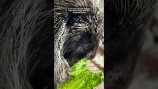 porcupine eating moments with Because We Matter rescue [upl. by Sidon]