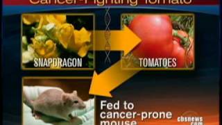 Can Tomatoes Cure Cancer [upl. by Aninnaig]