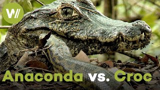 Giant Anaconda vs Crocodile  A battle that has raged for 60 Million years [upl. by Eylk50]