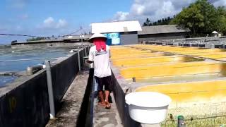 PEMBENIHAN IKAN BANDENG  MILKFISH HATCHERY  NENER  BALI INDONESIA [upl. by Strage]