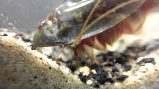 Triops laying eggs [upl. by Aitram]