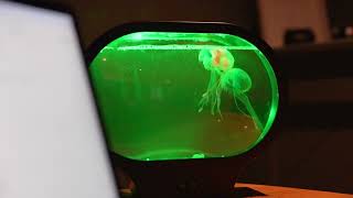 Neon Jellyfish Oval Tank Mood Light [upl. by Ymmaj558]