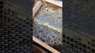 Mjalti i tetorit 🐝🍯🥰 bees beekeeper [upl. by Cerelly]