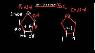 Introduction to Nucleic acids  structure function and components [upl. by Letreece842]