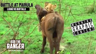 Lions Vs Buffalo Battle At Marula  Epic Safari Showdown [upl. by Drewett]