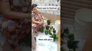 Plant care in festival indoorplants home gardenplants youtubeshorts balconygarden [upl. by Atlee]