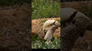 Leopard🐯🐯attackoncrocodile🐊🐊shortsshortvideoviralshortanimalsleopard [upl. by Jonati]