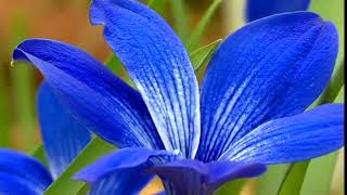 🔴 GardenersWorld 2022  Gardeners World episode 45 2022 [upl. by Margareta]